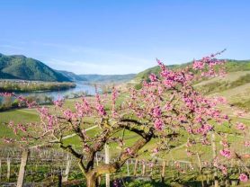 حجز فنادق وطيران